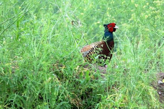 Jagdfasan Männchen Scheunengelände Im Zwerggewann Heusenstamm 2016