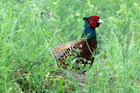 Jagdfasan Männchen Scheunengelände Im Zwerggewann Heusenstamm 2016