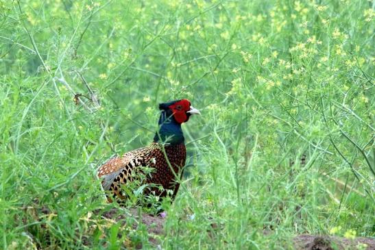 Jagdfasan Männchen Scheunengelände Im Zwerggewann Heusenstamm 2016