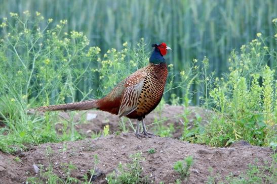 Jagdfasan Männchen Scheunengelände Im Zwerggewann Heusenstamm 2016