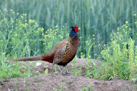 Jagdfasan Männchen Scheunengelände Im Zwerggewann Heusenstamm 2016