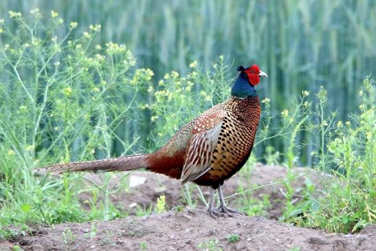 Jagdfasan Männchen Scheunengelände Im Zwerggewann Heusenstamm 2016