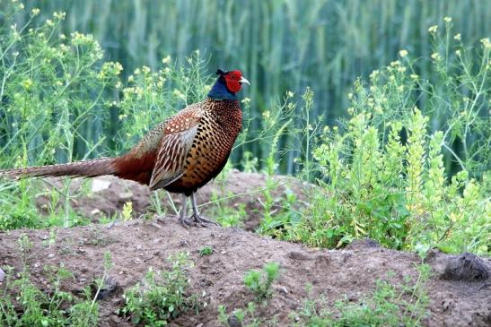 Jagdfasan Männchen Scheunengelände Im Zwerggewann Heusenstamm 2016