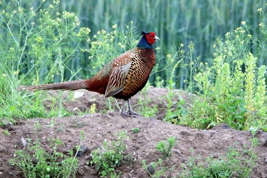 Jagdfasan Männchen Scheunengelände Im Zwerggewann Heusenstamm 2016