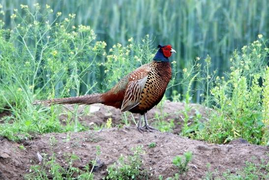 Jagdfasan Männchen Scheunengelände Im Zwerggewann Heusenstamm 2016