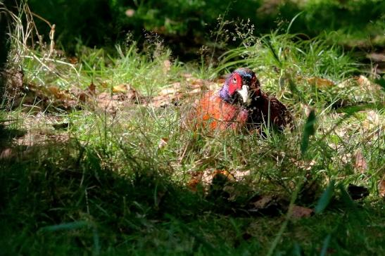 Jagdfasan Wildpark Alte Fasanerie Klein Auheim 2017