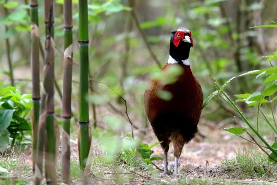 Jagdfasan Wildpark Alte Fasanerie Klein Auheim 2018