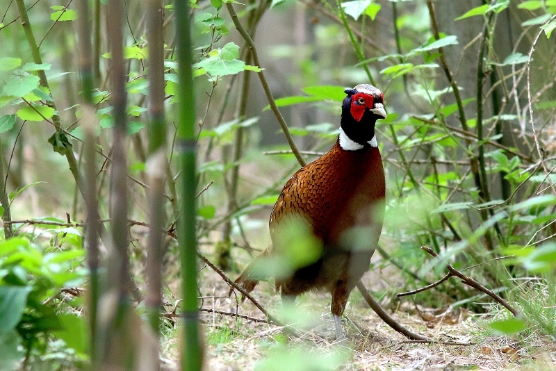 Jagdfasan Wildpark Alte Fasanerie Klein Auheim 2018