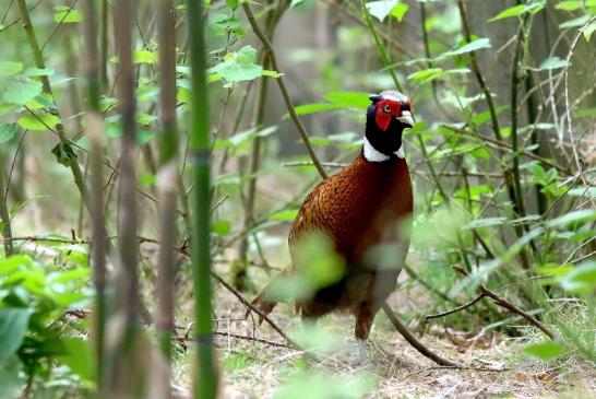 Jagdfasan Wildpark Alte Fasanerie Klein Auheim 2018