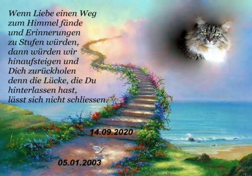 Daums Tierwelt Regenbogenbrücke