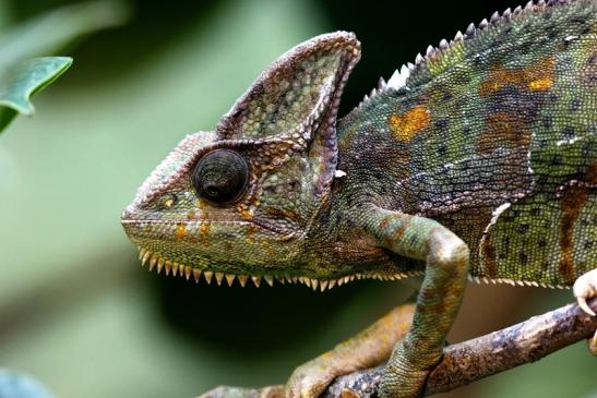 Jemen Chamäleon Zoo Vivarium Darmstadt 2017