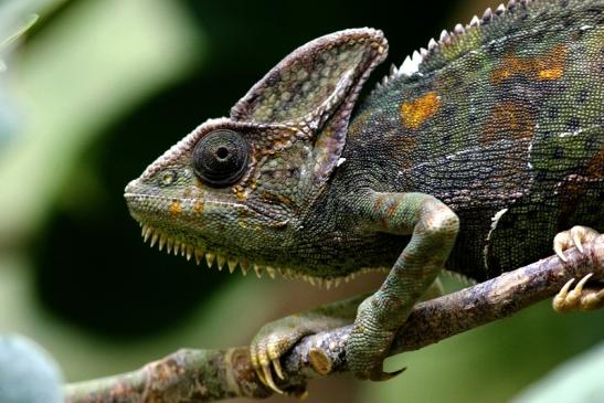 Jemen Chamäleon Zoo Vivarium Darmstadt 2017