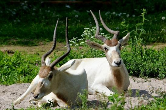 Addax-Mendesantilope Zoo Frankfurt am Main 2017