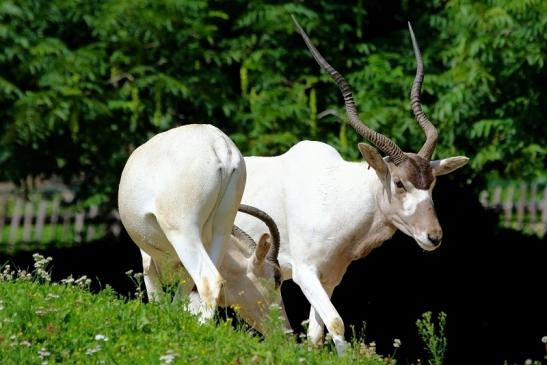 Addax-Mendesantilope Zoo Frankfurt am Main 2017