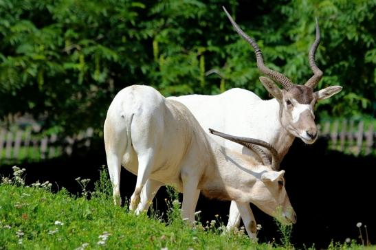 Addax-Mendesantilope Zoo Frankfurt am Main 2017