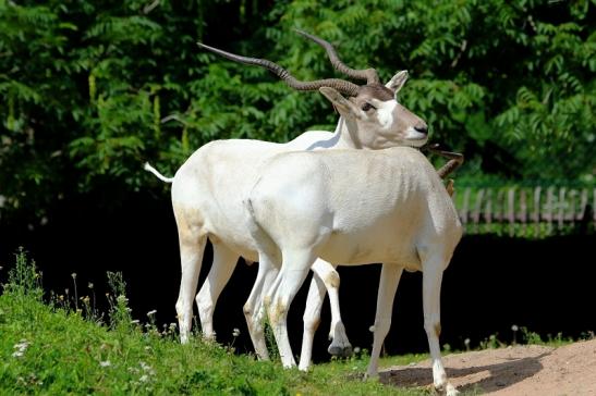 Addax-Mendesantilope Zoo Frankfurt am Main 2017