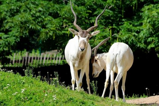 Addax-Mendesantilope Zoo Frankfurt am Main 2017