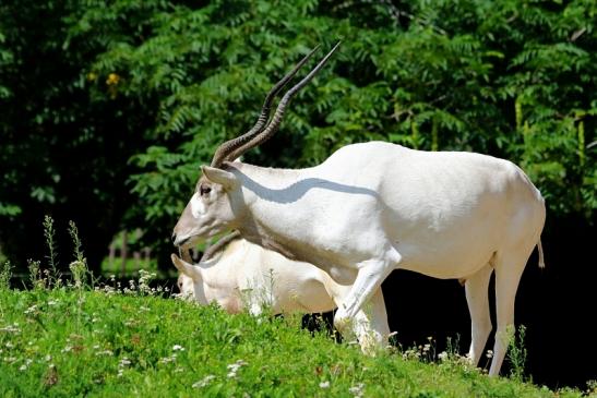 Addax-Mendesantilope Zoo Frankfurt am Main 2017