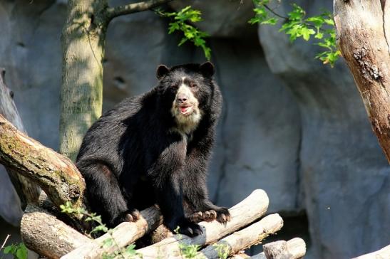 Brillenbär Zoo Frankfurt am Main 2014