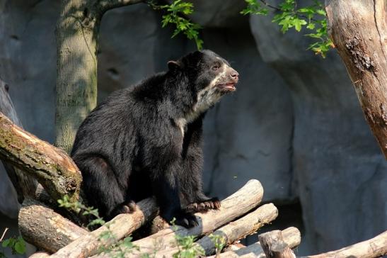 Brillenbär Zoo Frankfurt am Main 2014