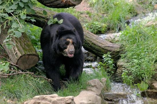 Brillenbär Zoo Frankfurt am Main 2014