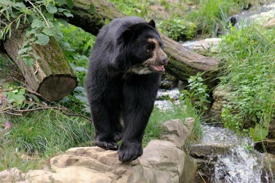 Brillenbär Zoo Frankfurt am Main 2014