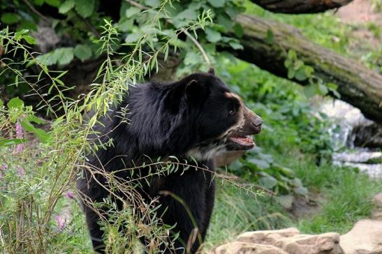 Brillenbär Zoo Frankfurt am Main 2014