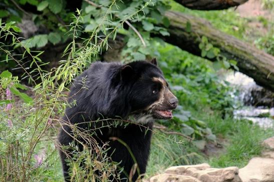 Brillenbär Zoo Frankfurt am Main 2014