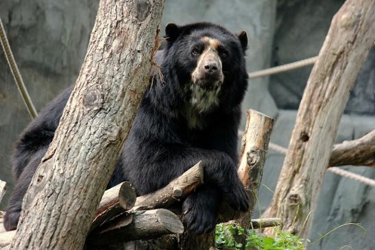 Brillenbär Zoo Frankfurt am Main 2014