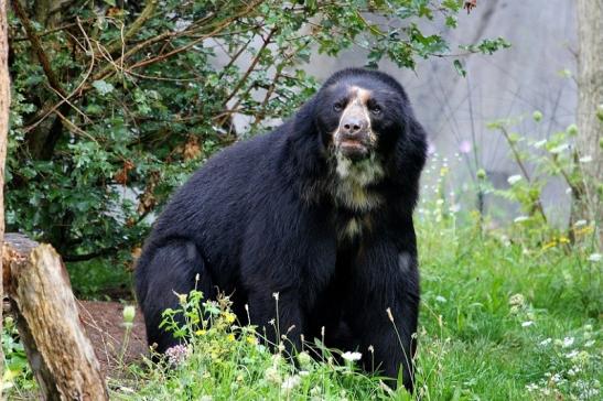 Brillenbär Zoo Frankfurt am Main 2014