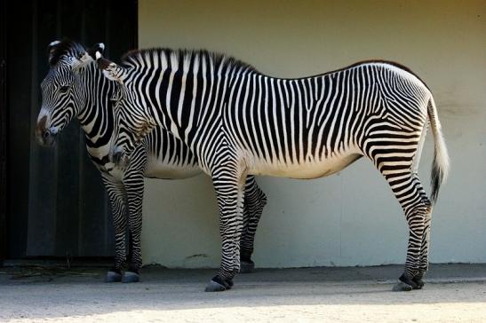 Grevy Zebra Zoo Frankfurt am Main 2015