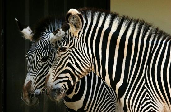 Grevy Zebra Zoo Frankfurt am Main 2015