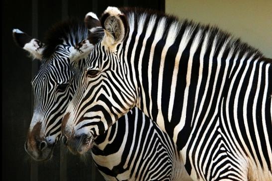 Grevy Zebra Zoo Frankfurt am Main 2015