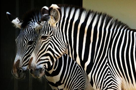 Grevy Zebra Zoo Frankfurt am Main 2015