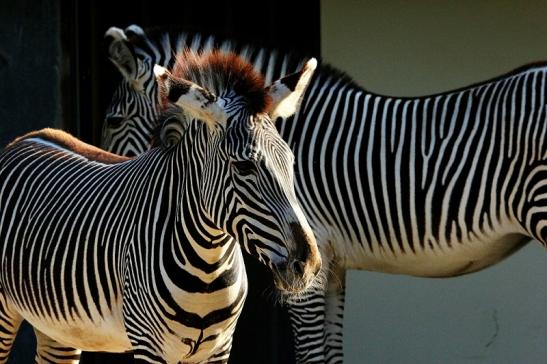 Grevy Zebra Zoo Frankfurt am Main 2015