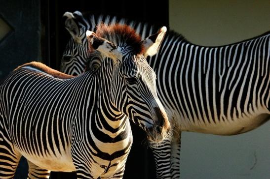 Grevy Zebra Zoo Frankfurt am Main 2015