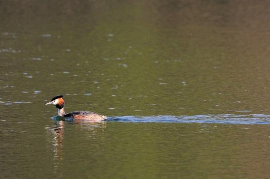 Haubentaucher - Podiceps cristatus NSG See am Goldberg Heusenstamm 2015