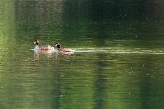 Haubentaucher - Podiceps cristatus NSG See am Goldberg Heusenstamm 2015