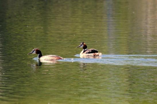 Haubentaucher - Podiceps cristatus NSG See am Goldberg Heusenstamm 2015