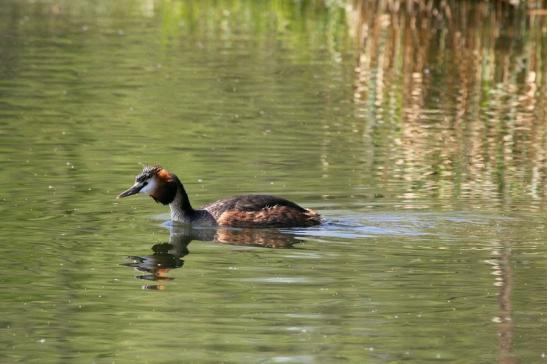 Haubentaucher - Podiceps cristatus NSG See am Goldberg Heusenstamm 2015