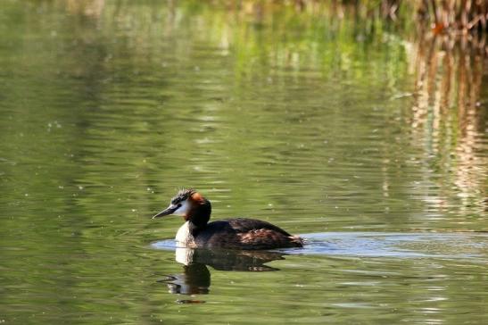 Haubentaucher - Podiceps cristatus NSG See am Goldberg Heusenstamm 2015