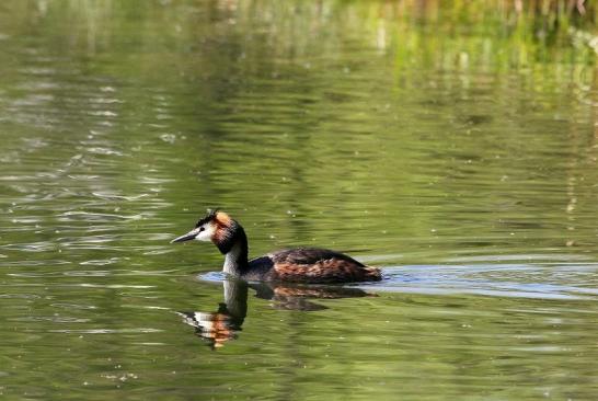 Haubentaucher - Podiceps cristatus NSG See am Goldberg Heusenstamm 2015