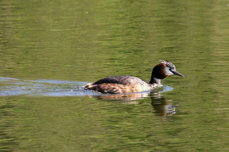 Haubentaucher - Podiceps cristatus NSG See am Goldberg Heusenstamm 2015