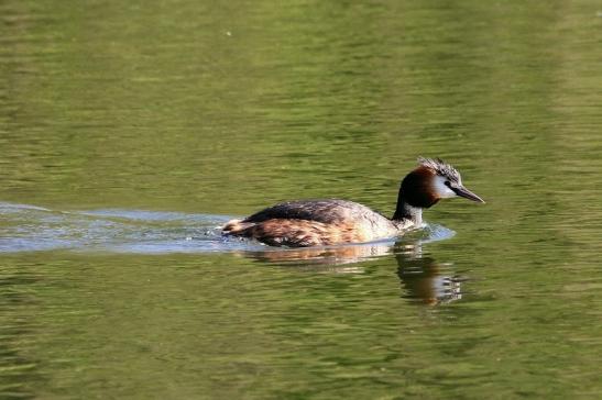 Haubentaucher - Podiceps cristatus NSG See am Goldberg Heusenstamm 2015