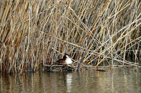 Haubentaucher - Podiceps cristatus NSG See am Goldberg Heusenstamm 2015