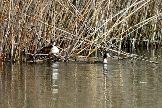 Haubentaucher - Podiceps cristatus NSG See am Goldberg Heusenstamm 2015