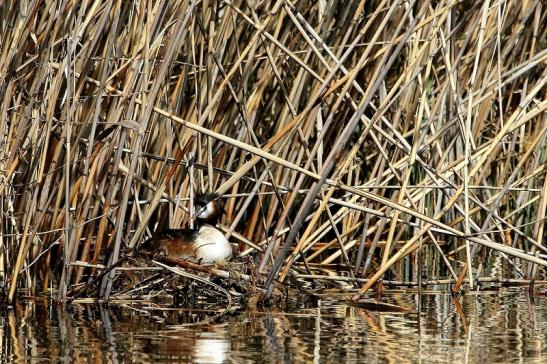 Haubentaucher - Podiceps cristatus NSG See am Goldberg Heusenstamm 2015