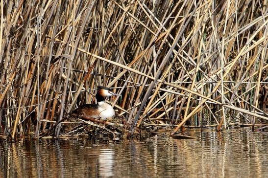 Haubentaucher - Podiceps cristatus NSG See am Goldberg Heusenstamm 2015