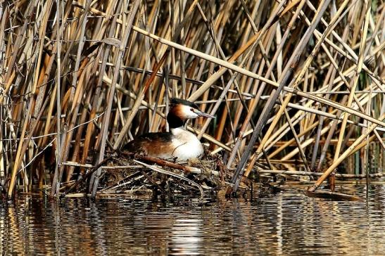 Haubentaucher - Podiceps cristatus NSG See am Goldberg Heusenstamm 2015