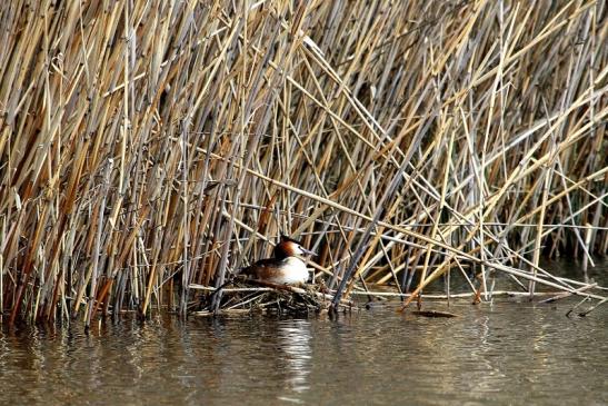 Haubentaucher - Podiceps cristatus NSG See am Goldberg Heusenstamm 2015